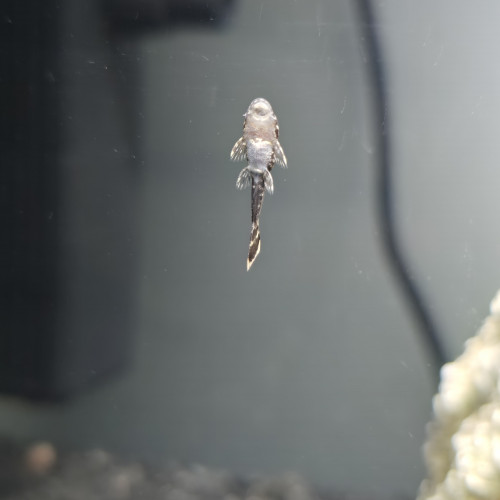 Ancistrus dolichopterus