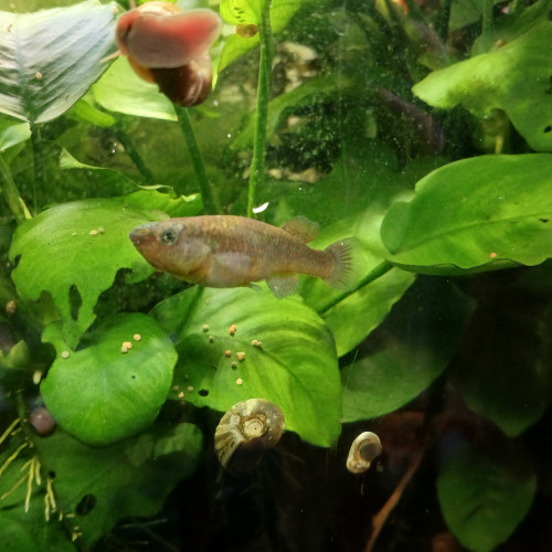 Vends ou échange Fundulopanchax Gardneri (couple ou trio)