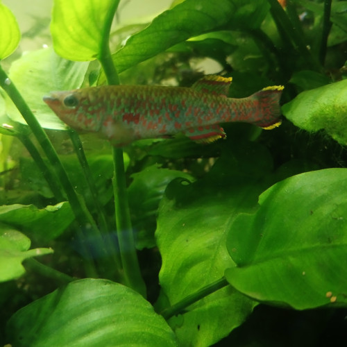 Vends ou échange Fundulopanchax Gardneri (couple ou trio)