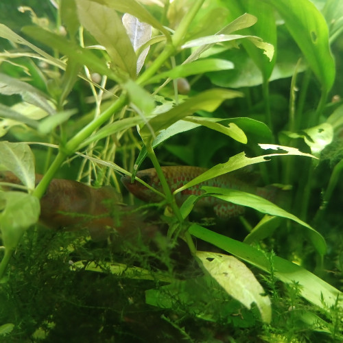 Vends ou échange Fundulopanchax Gardneri (couple ou trio)