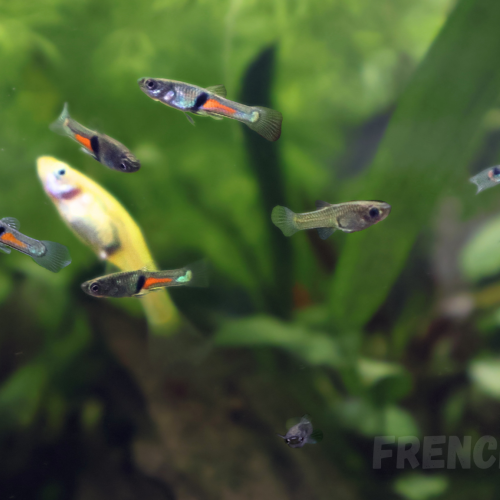 Jeunes guppy endler (Poecilia Wingei)