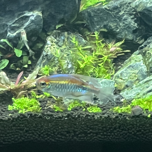 Don je cherche une nouvelle famille pour mon Tétras du Congo