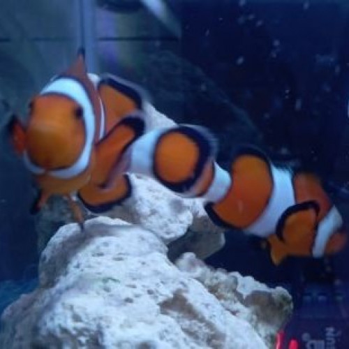 Couple d' Amphiprion Ocellaris