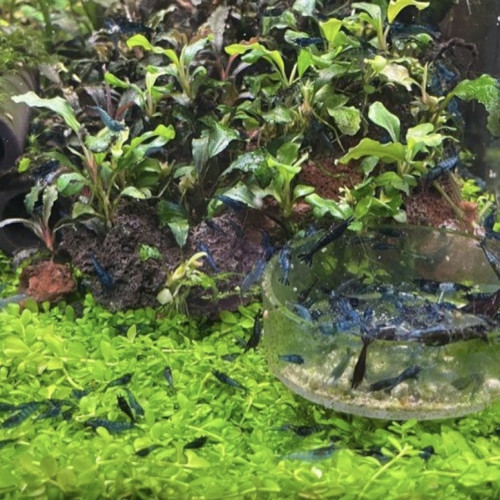 Crevettes pour Aquarium