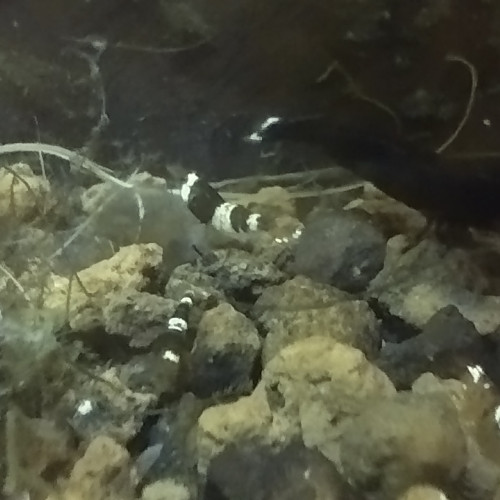 Caridina Taiwan bee mix type CBS juvéniles