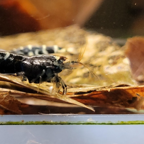 Lot de 10 +1 Nanashi Purple Metallic