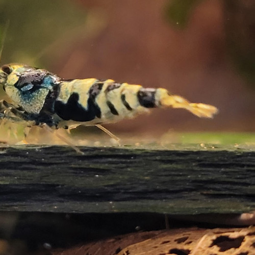 Lot de 10 +1 Nanashi Purple Metallic