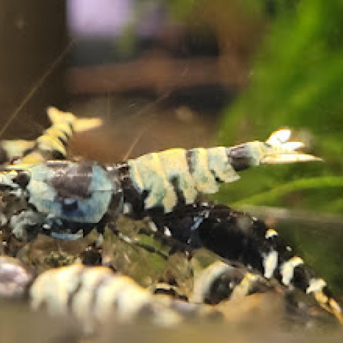 Lot de 10 +1 Nanashi Purple Metallic