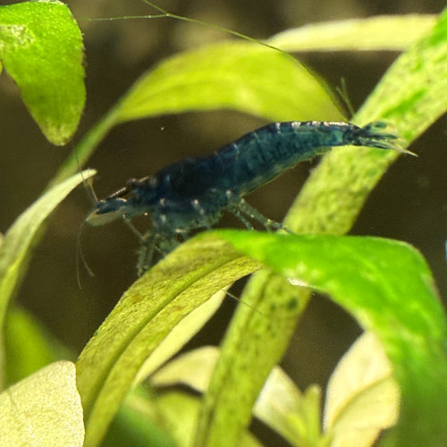 Néocaridina Davidi, Blue Dream - Blue Diamond - Blue Velvet and Blue Jelly