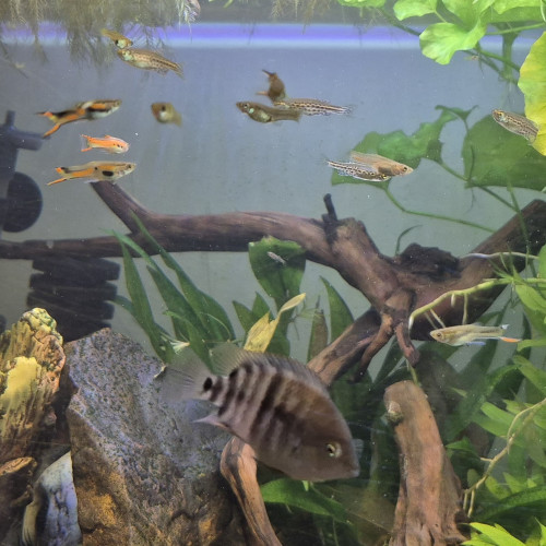 Donne/échange endlers