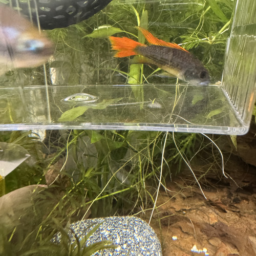 Apistogramma cacatoides