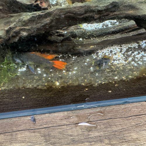 Apistogramma cacatoides