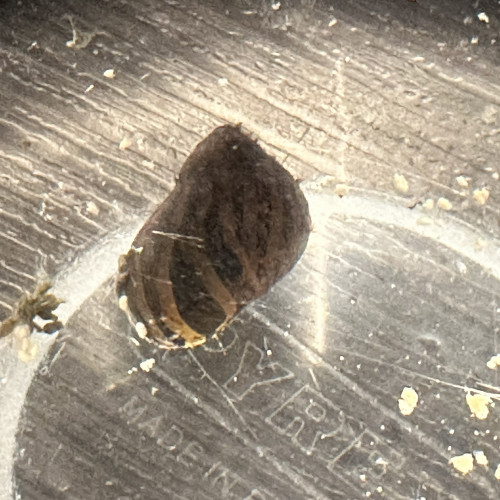 don : Pomacea bridgesii