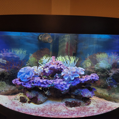 aquarium d angle complet eau de mer trigon 190 litres