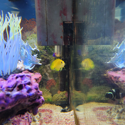 aquarium d angle complet eau de mer trigon 190 litres