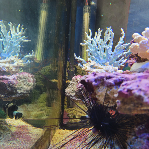 aquarium d angle complet eau de mer trigon 190 litres