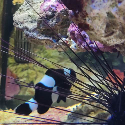 aquarium d angle complet eau de mer trigon 190 litres