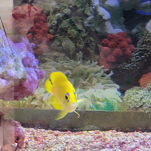 aquarium d angle complet eau de mer trigon 190 litres