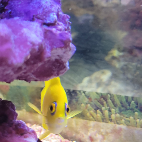 aquarium d angle complet eau de mer trigon 190 litres