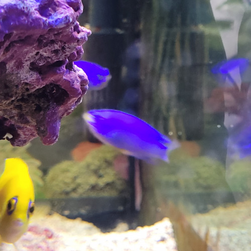 aquarium d angle complet eau de mer trigon 190 litres