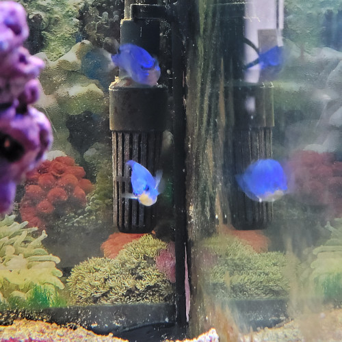 aquarium d angle complet eau de mer trigon 190 litres