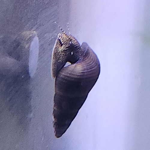 20 Escargot tylomelania towutensis