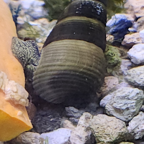 20 Escargot tylomelania towutensis