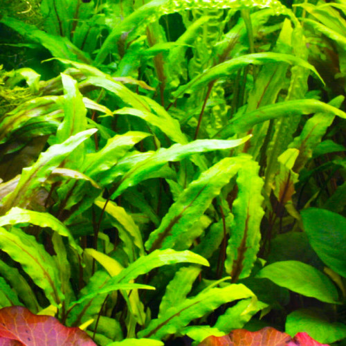 Cryptocoryne wendtii green