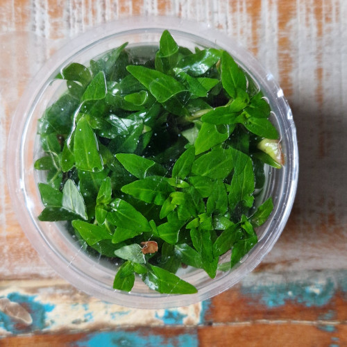 Staurogyne Repens in vitro "Tropica"