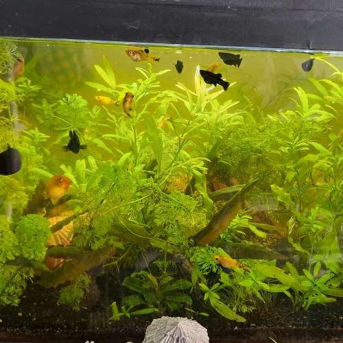 Bébés et jeunes Molly