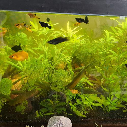 Bébés et jeunes Molly