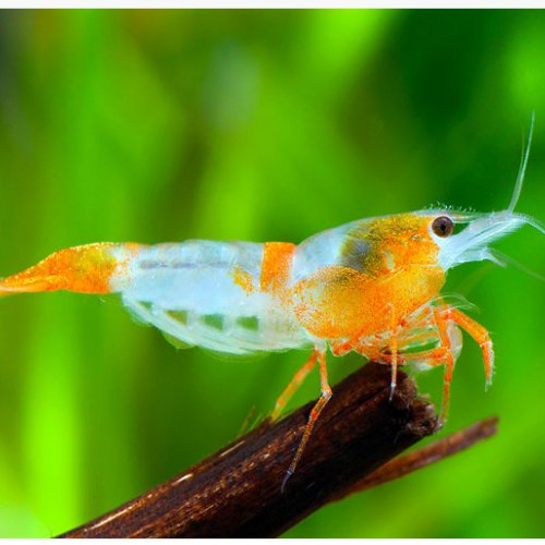 Crevettes rili orange