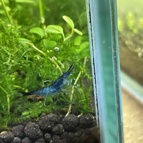 crevettes bleu non uniforme