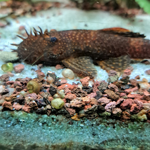 Ancistrus sp Red Black