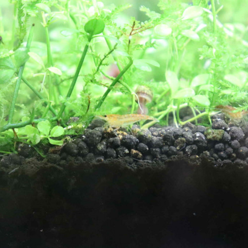 crevettes  orangé jaune