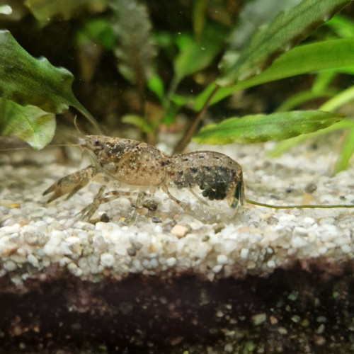 Écrevisses Cambarellus