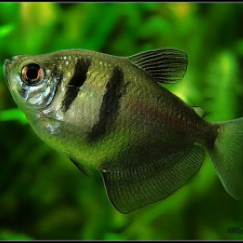 Lot Gymnocorymbus ternetzi 5€