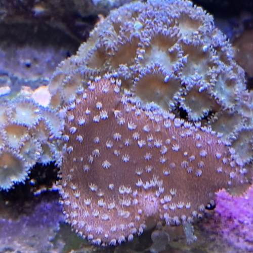 lobophylia et zoanthus