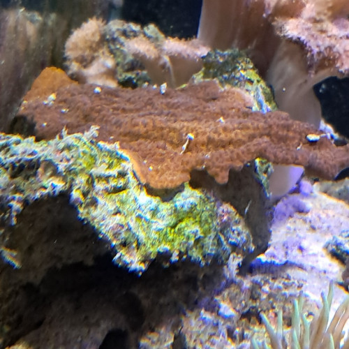 montipora rouge
