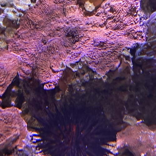montipora rouge
