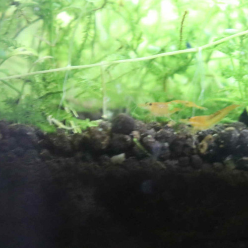 Crevettes  orangé jaune