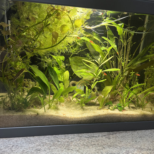 Crevettes jaune, bleu, rouge et grise