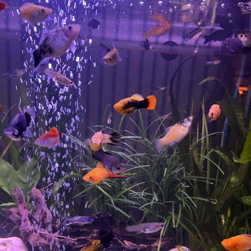 Platy mâles et femelles