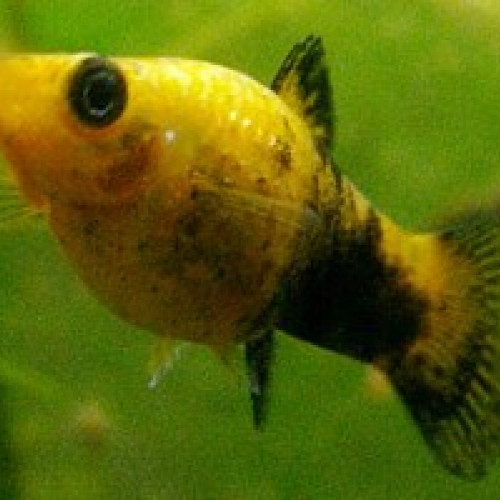 DON POECILIA  SPHENOPS