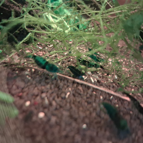 Neocaridina bleu Dreams