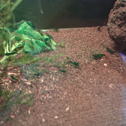 Neocaridina bleu Dreams