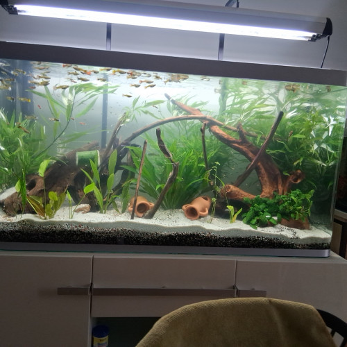 Guppy endler et ancistrus