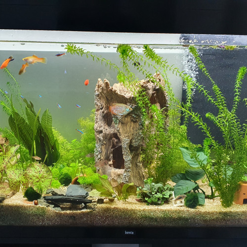 Urgent. Donne poissons