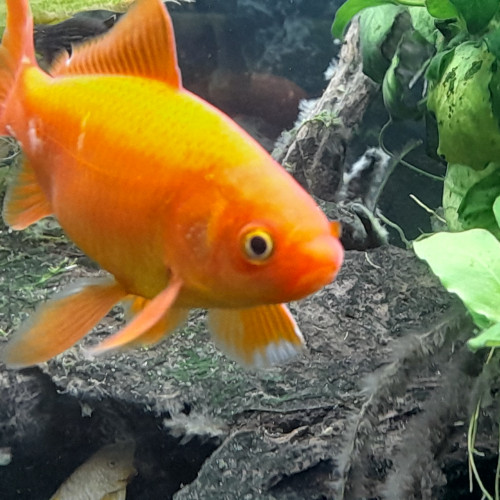 Poissons rouge née en bassin