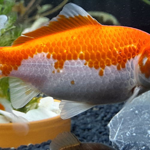 Poissons rouge née en bassin